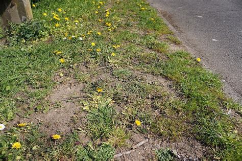 Weeds With Yellow Flowers In Australia Identification Guide