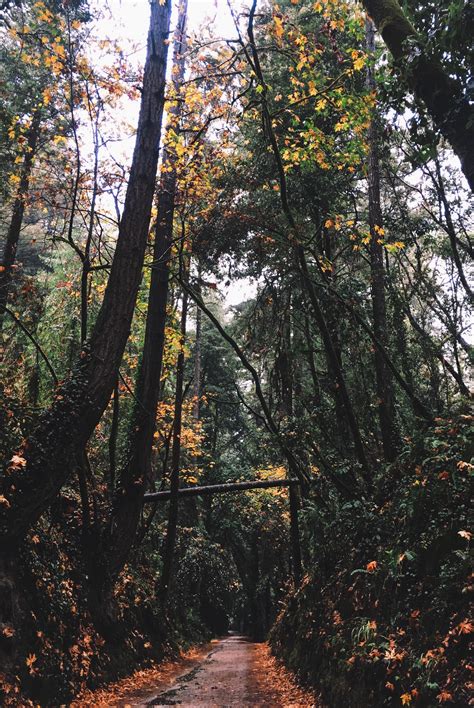 The Forest of Nisene Marks State Park, California : r/hiking