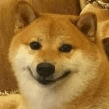 Doge Sad GIFs | Tenor