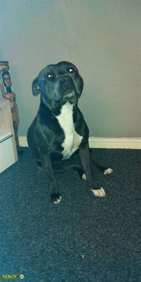 Blue Staffordshire Bull Terrier Stud Dog In Midlands The United