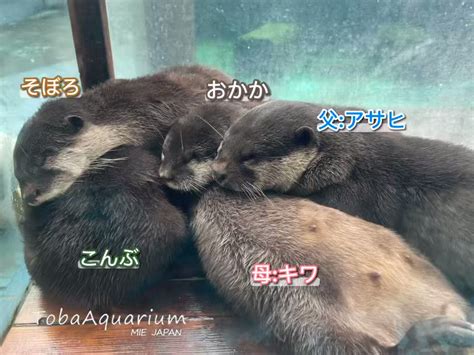 ｸﾙﾙｧ On Twitter Rt Tobaaquarium 今日のカワウソファミリー🥰 ️みんなで仲良くスヤスヤ💤🍙 鳥羽