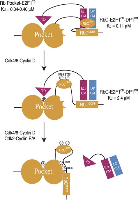 Structure Of The Rb C Terminal Domain Bound To E F Dp A Mechanism