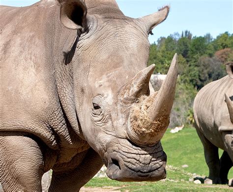 Albino Rhino