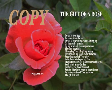 How Do You Describe A Red Rose At Margaret Cass Blog