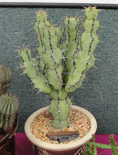 Euphorbia Coerulescens Succulents Diy Cactus Plants Euphorbia Plant