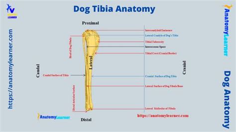 Tibia Bone