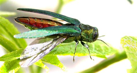 The dietary habits of the emerald ash borer beetle are complicated