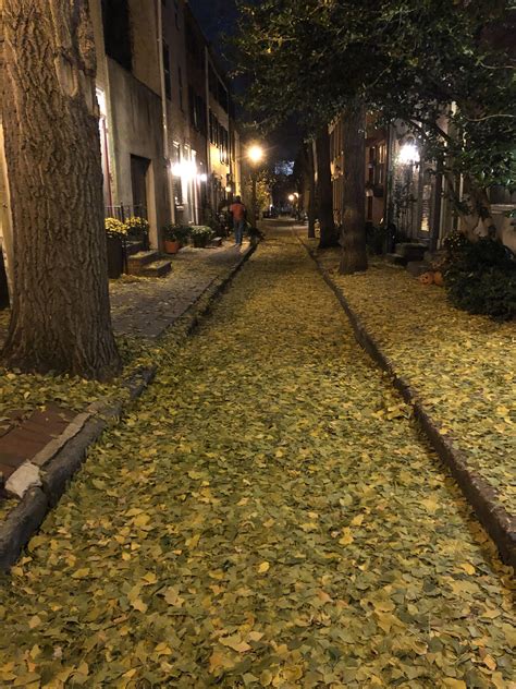Fitler Square at night with the beautiful gingko leaf carpet. Such