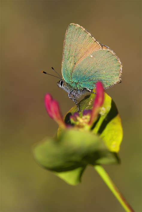 Invertebrados De Huesca Callophrys Rubi Linnaeus 1758 Cejialba