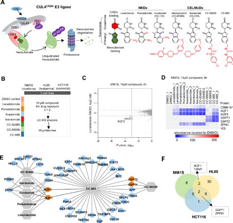 Target Degradation Landscape Of Clinical Cereblon Modulators A A