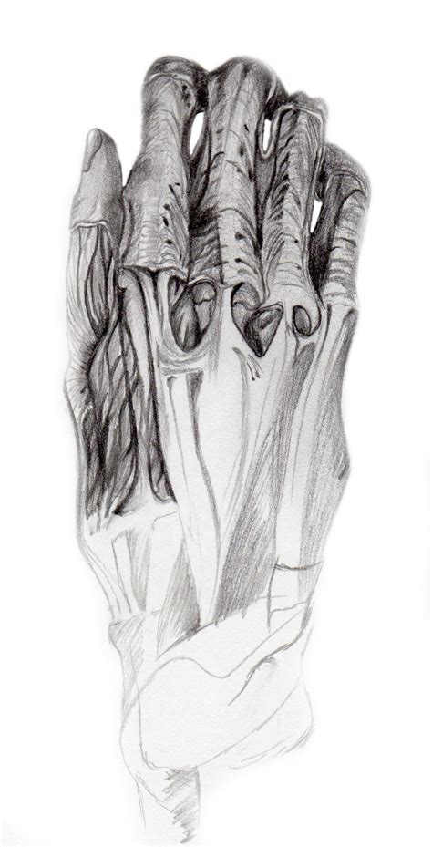 Anatomy of Hand by Lonesomhel on DeviantArt