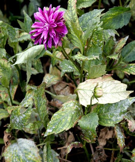 Common dahlia diseases: and how best to combat them | Homes & Gardens