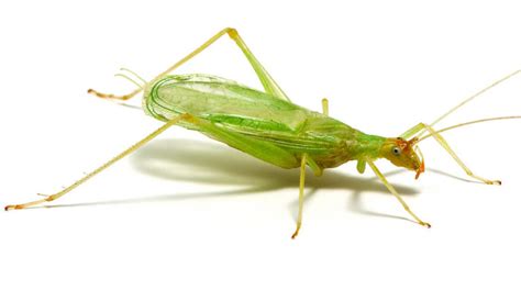 Out Our Backdoor Tree Crickets Mayan Garden Club