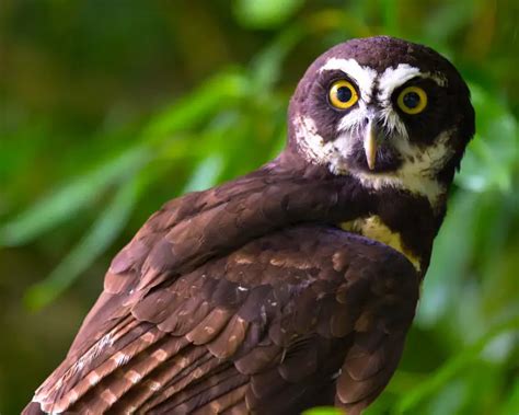 Spectacled Owl Facts Animal Corner