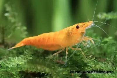 Neocaridina Davidi Heteropoda Orange Sakura Garnele My Fish Aus