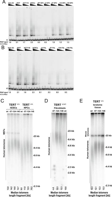 Cancer Associated Tert Promoter Mutations Abrogate Telomerase Silencing