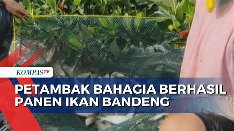 Setelah Bertahun Tahun Diterjang Banjir Rob Petambak Cirebon Berhasil