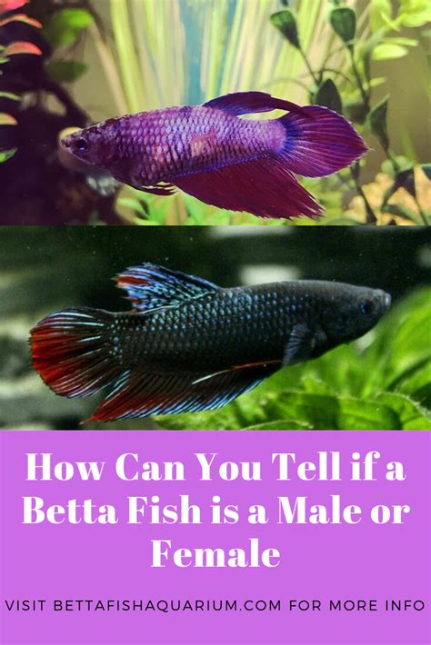 How Can You Tell If A Betta Fish Is A Male Or Female Betta Fish