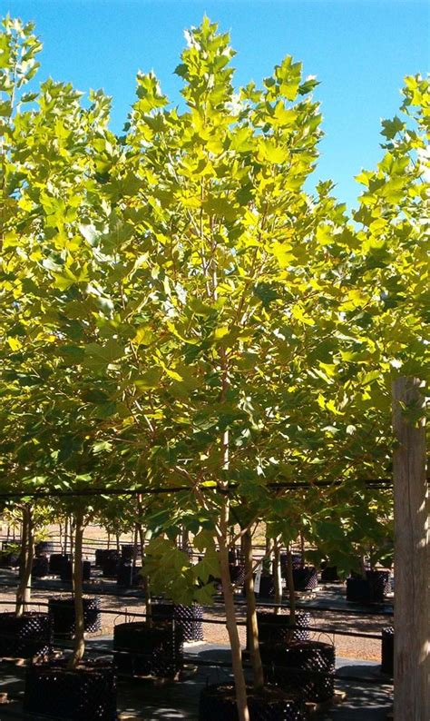 Platanus X Acerifolia