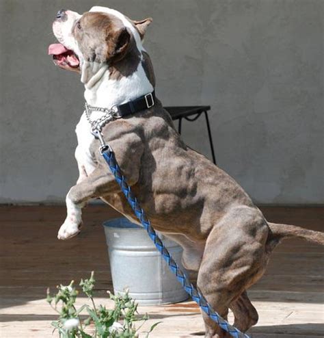 10 Most Muscular Dogs Of All Time