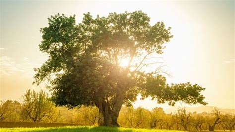 Descubre Cómo Cultivar El Algarrobo Un árbol Beneficioso Para El