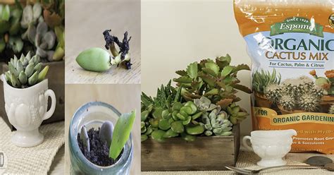 Transplanting Succulents - Nikki Lynn Design