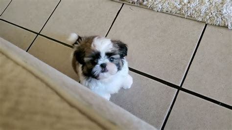 2 Months Old Shih Tzu Puppy Ban Youtube