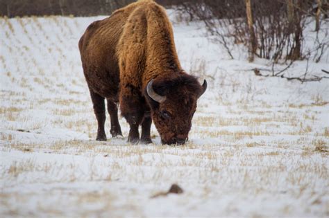 Endangered Species, Private Property And The American Bison - Personal ...