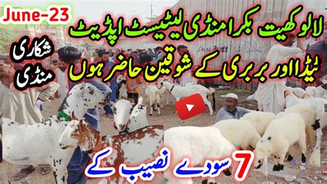 Lalukhate Bakra Mandi Latest Update 23 June 2024 Bakra Mandi Goat