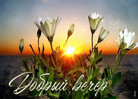 Минималистичная открытка с цветами Добрый вечер- Скачать бесплатно на ...