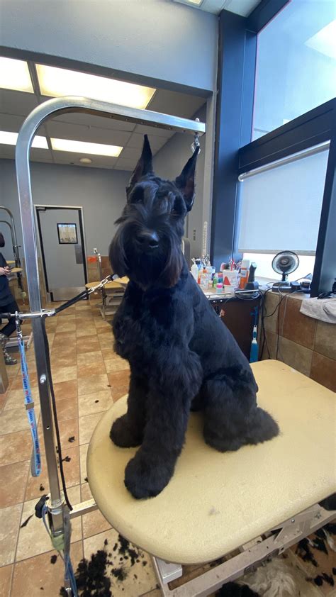 Giant Schnauzer Groom : r/doggrooming