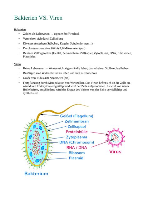 Bakterien Und Viren Unterschied Biologie Klasse Gymnasium