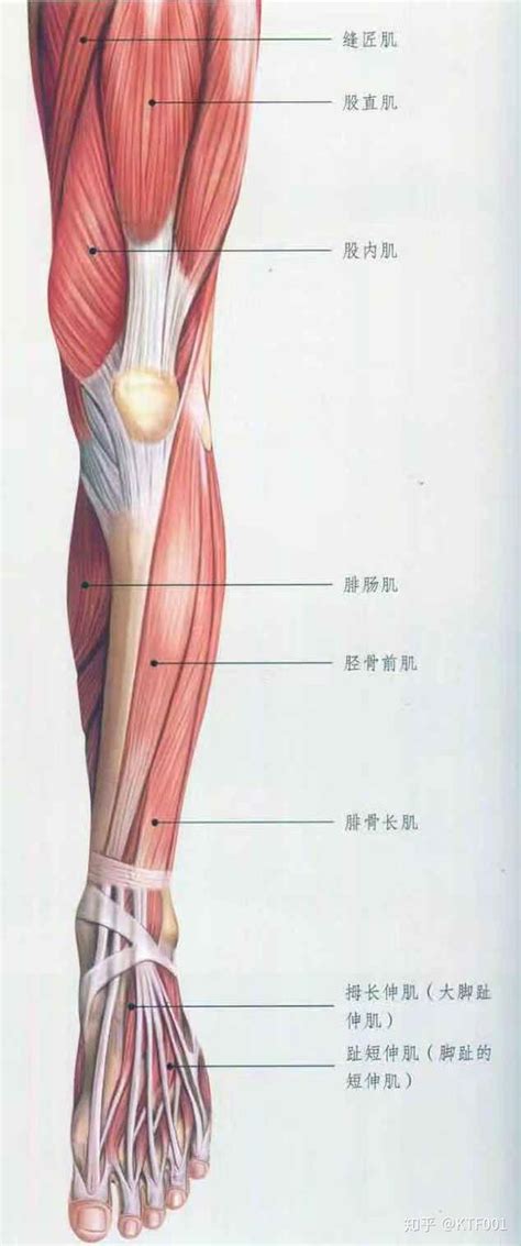 最详细腿部拉伸教程 知乎