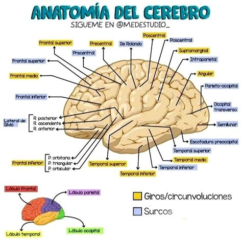 Pin En Aprendizaje Anatomia Del Cerebro Humano Anatom A M Dica