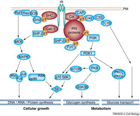 Insulin Resistance A Phosphorylation Based Uncoupling Of Insulin Signaling Trends In Cell Biology