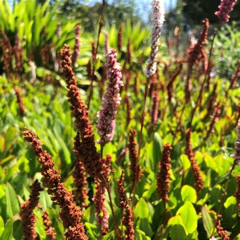 Persicaria Affinis Dimity Warners Nurseries