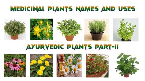 Medicinal Plants And Their Uses 20 Ayurvedic Plants Names