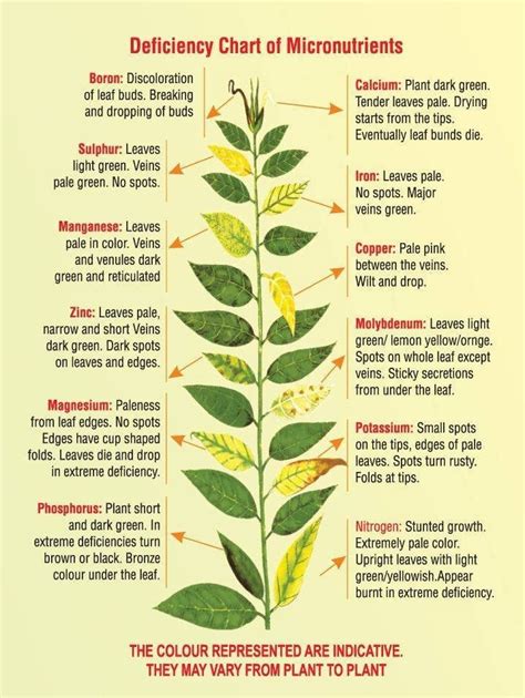 La Carence En Calcium Chez Les Plantes D Aquarium