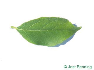 Ovoid Leaves | Leaf-ID.com