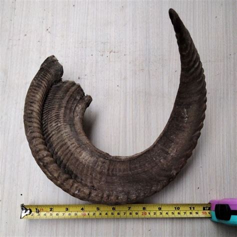 jual bahan kerajinan kerajinan tangan tanduk tanduk ukir pajangan