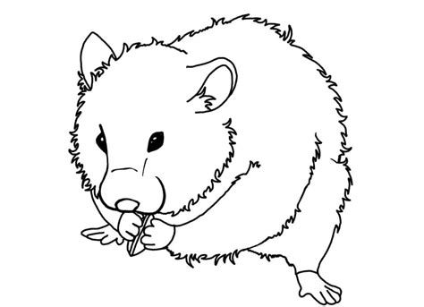 Guinea Pig By Number Coloring Pages