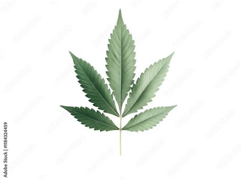 exploring  distinctive serrated edges  vibrant green color