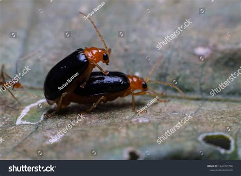 Beautiful Image Two Different Sex Gender Stock Photo Shutterstock