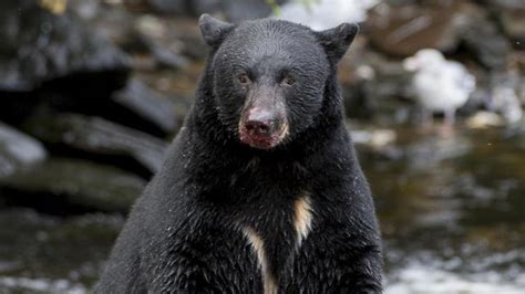 ‘predatory’ Black Bears Kill Two People In Alaska Wilderness