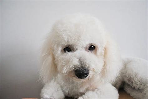 4 Beautiful Bichon Frise Colors (Best Bichon Colors)