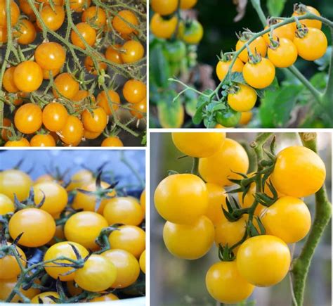 How To Grow Cherry Tomatoes Planting And Care Tips