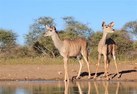 Kudu Antilope Wild Lebende Tiere Von Afrika Wachsam Und Aufmerksam