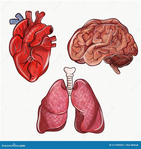 Conjunto De órganos Anatómicos Ilustración del Vector Ilustración de