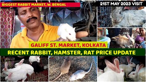 Recent Week Rabbit Hamster Gerbil Price Galiff Street Cheapest Pet