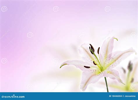 Lily Flower Background Stock Photo Image Of Elegance 18446004